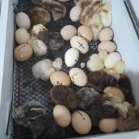 دستگاه جوجه کشی|لوازم جانبی حیوانات|تالش, جوکندان|دیوار