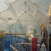 دوجفت عروس پاریس نروماده