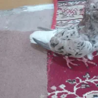 کبوتر