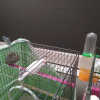 مرغ عشق|پرنده|قزوین, |دیوار