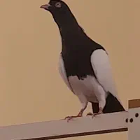 طوقی|پرنده|شیراز, میرزاکوچک خان|دیوار