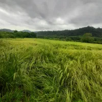 فروش ویلا زمین مزروعی و باغی