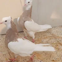 طوقی|پرنده|دهلران, |دیوار