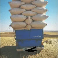 تحویل کاه گندم دیم مرغوب با قیمت مناسب