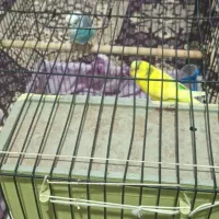 یک جفت مرغ عشق کاملا سالم