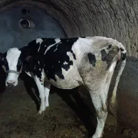 گاو  و گوساله گوشتی