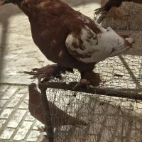 کبوتر راعبی سرخ دست آموز|پرنده|مشهد, عامل|دیوار