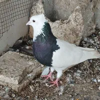 طوقی نر،درجه۱