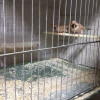 فنچ .کرواتی نرگسی .بنگالی|پرنده|قزوین, |دیوار