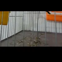 قناری درجه1