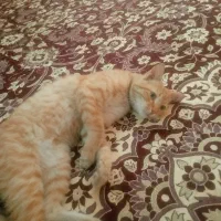 واگذاری رایگان گربه خانگی