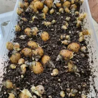 حلزون های پرورشی و درمانی