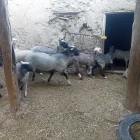 قوچ رومانف اصیل