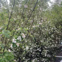نیازمند همکاری در فروشگاه سموم کشاورزی گل گندم