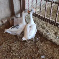 باسلام فروش غاز سالم و سرحال برای گشتن  نگه داشتن|حیوانات مزرعه|یزد, |دیوار