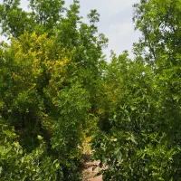 فروش باغ ویلا معصوم اباد