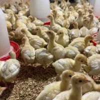 بوقلمون نژاد بیوتی ۶ سفید سنگین وزن