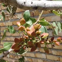 نگهبانی