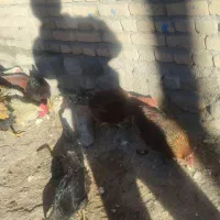 تعدادی. مرغ و خروس محلی   درجه یک|حیوانات مزرعه|چالدران, |دیوار