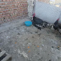 بوقلمون نر محلی