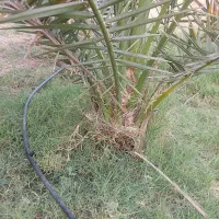 اجاره زمین کشاورزی ۱۰هکتار