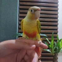 گرینچیک آناناسی زیبا خانگی