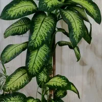 گل دیفین باخیا