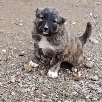 ماده خوشگل|سگ|نیشابور, مازول|دیوار