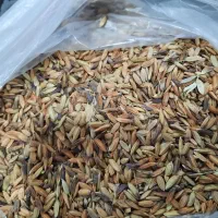 شلب شلتوک شعبیه