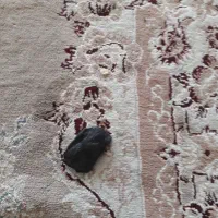 سنگ الماسسنگس