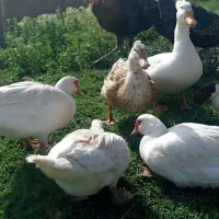 اردک مسکویی و پکنی