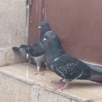 کبوتر