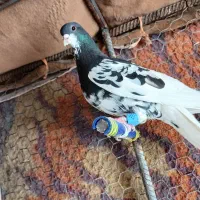 کبوتر شهری بی عیب