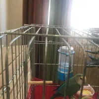 عروس هلندی مولد ‌طوطی برزیلی مولد|پرنده|گرمدره, |دیوار