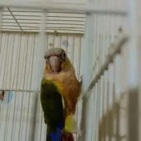 گرین چیک ماده معاوضه با نر