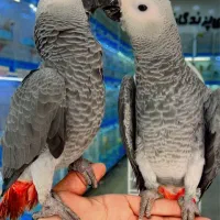 دنیای پرندگان|پرنده|شیراز, لب آب|دیوار