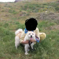 پاکوتاه ۱ ساله نر