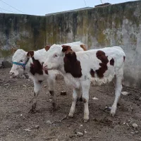 دوعددگوساله سیمینتال ماده جنس بالا جفتی باهم ۷۷۵۰۰