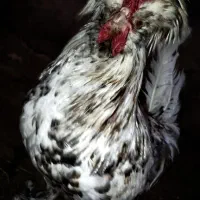 دو عدد خروس و دو مرغ لهستانی شاداب و سرحال