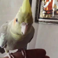 جوجه عروس هلندی نر 2ماهه دستی ودونخور|پرنده|اصفهان, عطار نیشابوری|دیوار