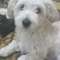 سگ اشپیتز تریر