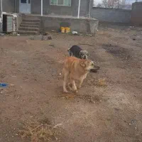 سگ پژدر خراسان