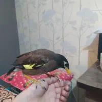 جوجه مرغ مینا|پرنده|فولادشهر, B7|دیوار