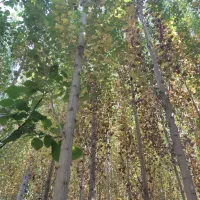 چوب|خدمات باغبانی و درختکاری|یاسوج, |دیوار