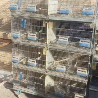 قفس 16 خان اردشیر و 6 خان پژاوند