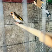 سهره ماده دو سه ساله به قیمت باشه به کارم میاد