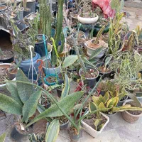 کاکتوس فیکوس سرعوس|گل و گیاه طبیعی|شیراز, درکی|دیوار