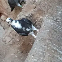 کبوترم گمشده در عجب شیر