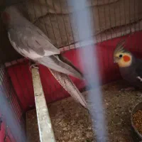 معاوضه عروس هلندی با مینا