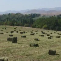 یونجه چین دوم درجه یک